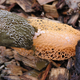 Illustration for article titled About That “Orgasmic” Mushroom: It Probably Doesn’t Exist